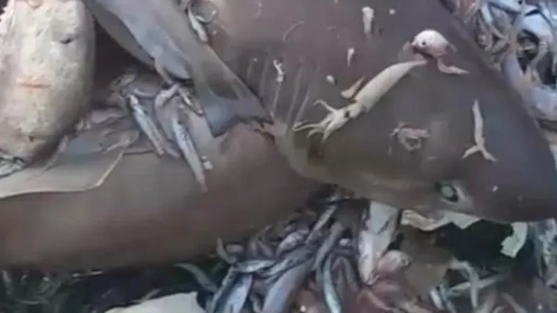 Balıkçıların ağına 8 köpek balığı takıldı