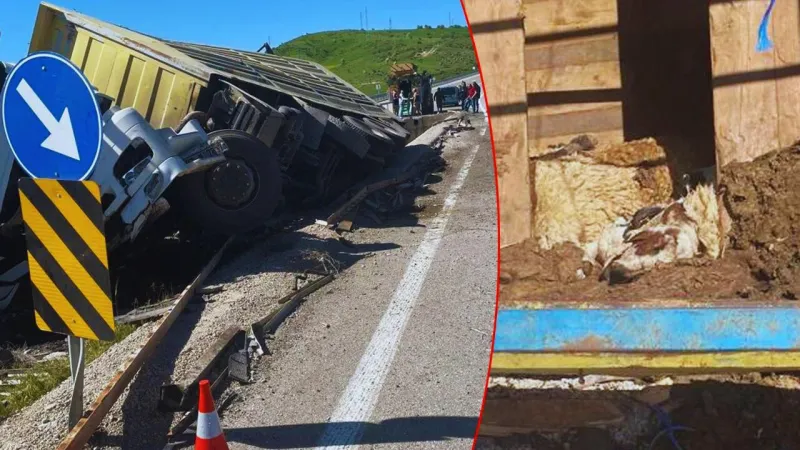 Bingöl'de Kurbanlık Tır Kazası: Onlarca Hayvan Telef Oldu!