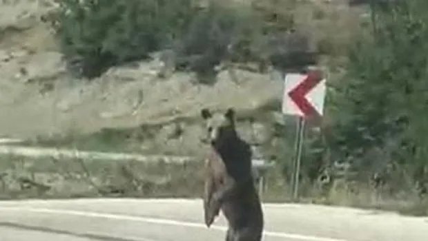 Bolu'da yola indi, köy muhtarı telefonuyla görüntüledi