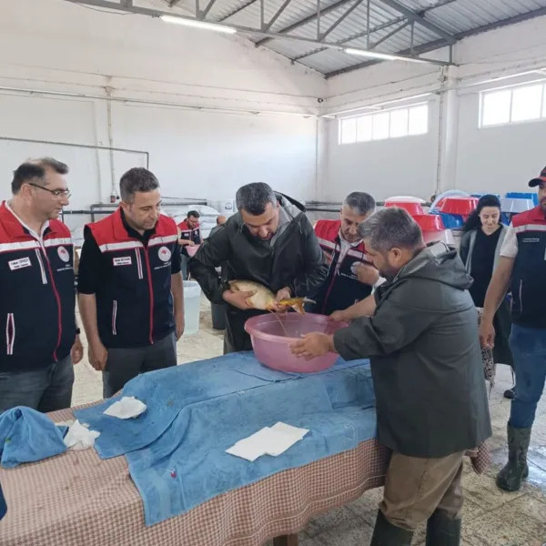 Edirne'deki hedef 10.5 milyon balık yavrusu