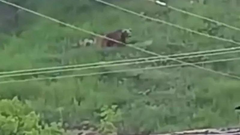 Gümüşhane'de Şok! Ayı Şehir Merkezinde Görüldü!