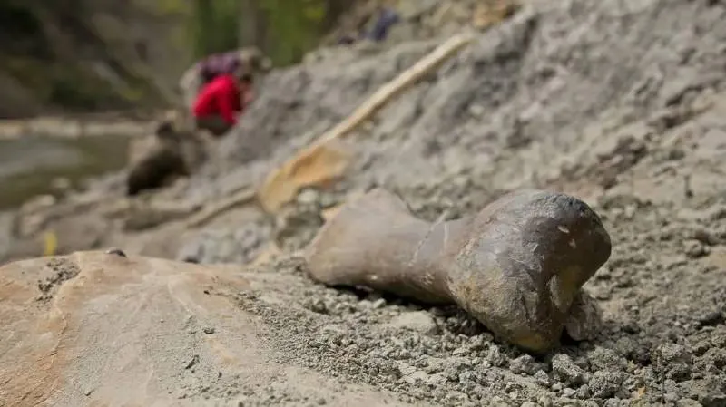 Kanada'da binlerce dinozorun gömüldüğü mezar bize ne anlatıyor?