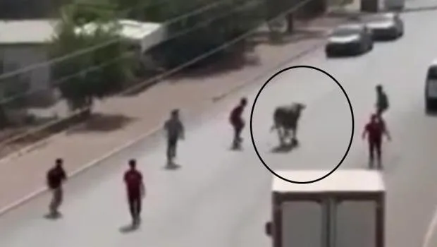 Mersin'de Az Kalsın Facia! Kaçan Boğa Şehirde Terör Estirdi