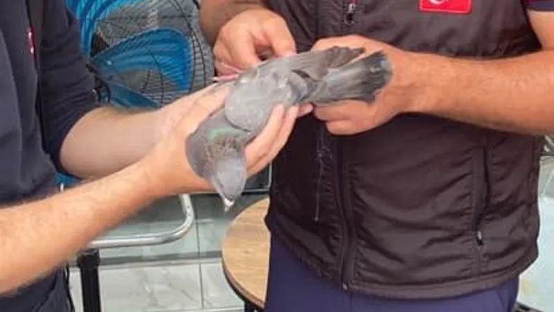 Mersin'de Çatıdaki Güvercin Dramı! İtfaiye Seferber Oldu