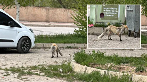 Aç Tilki Şehir Merkezinde Paniğe Neden Oldu! Bayburt'ta Neler Oluyor?