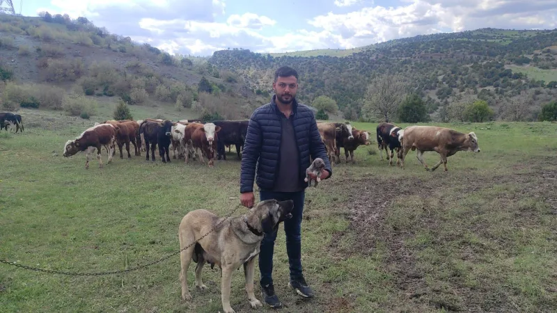 Linç Edilen Köpek Sahibinden Şok Açıklama: Gerçek Sandığınız Gibi Değil!