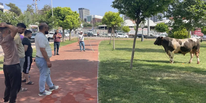 Şanlıurfa'da firari boğa ortalığı birbirine kattı: Parkta yakalandı
